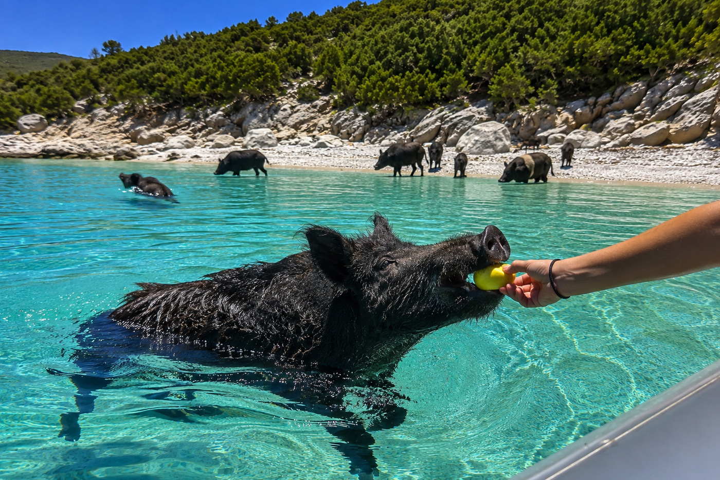 Kefalonia Day Cruises to Koutsoupia Beach - Swim and BBQ on the beach - Kefalonia Daily Cruises